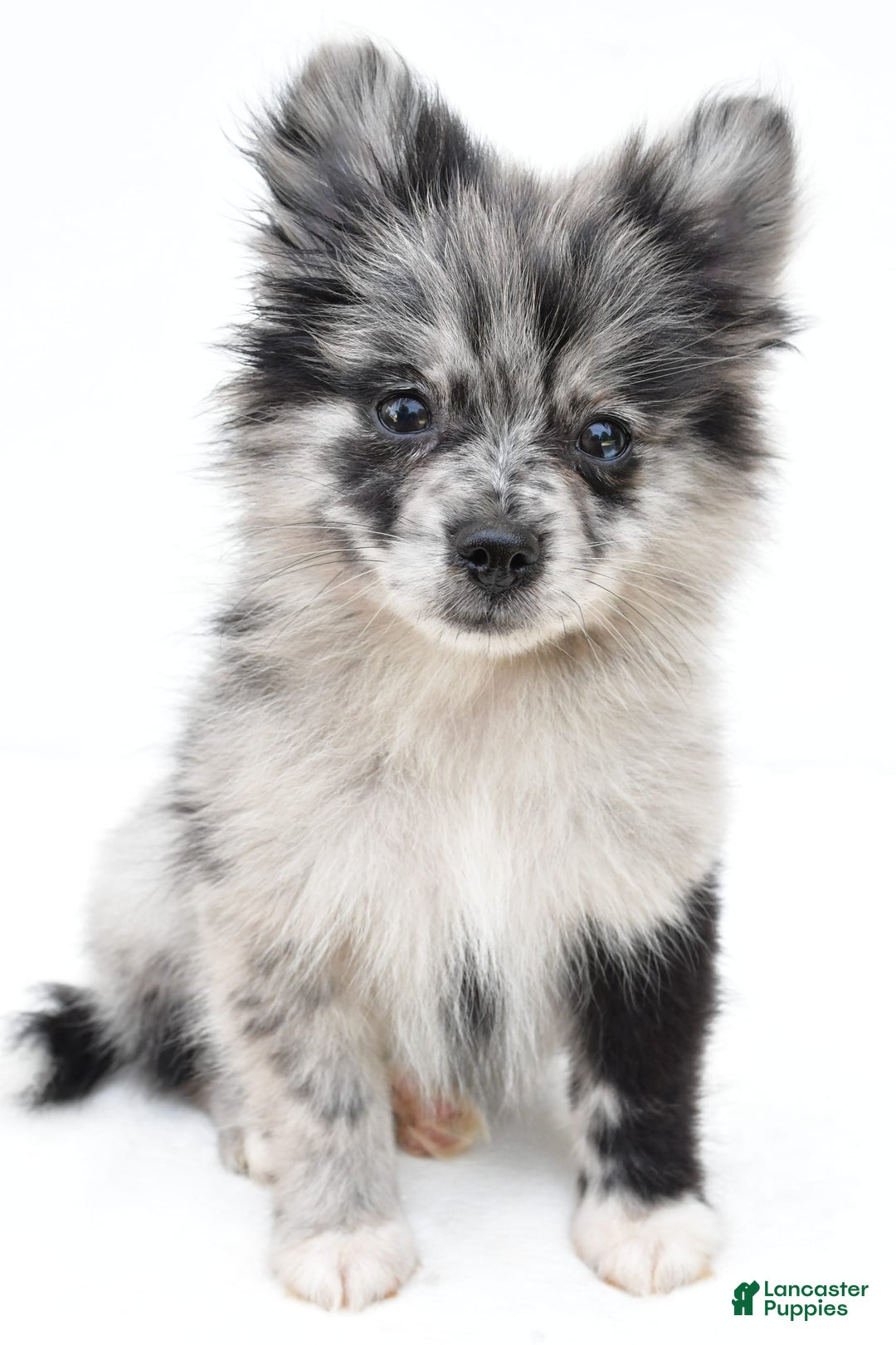 Pomeranian dogs for sale: Dolly - Image 2