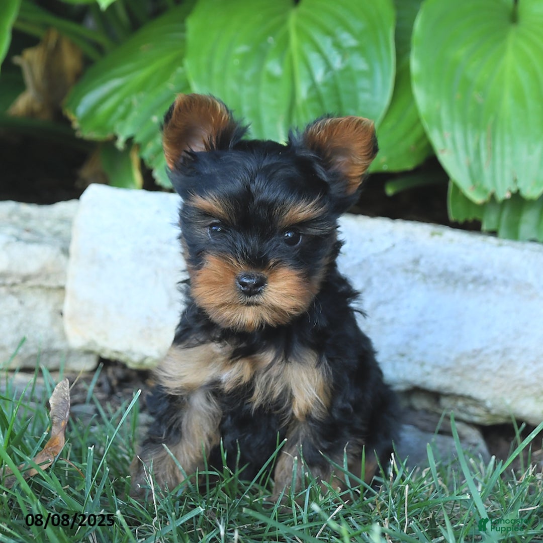 Yorkshire Terrier dogs for sale: Joyanna - Image 4