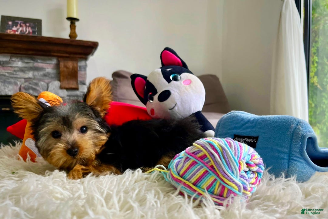 Yorkshire Terrier dogs for sale: Jeff - Image 2