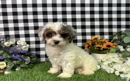 Maltipoo dogs for sale: Ruger - Image 4