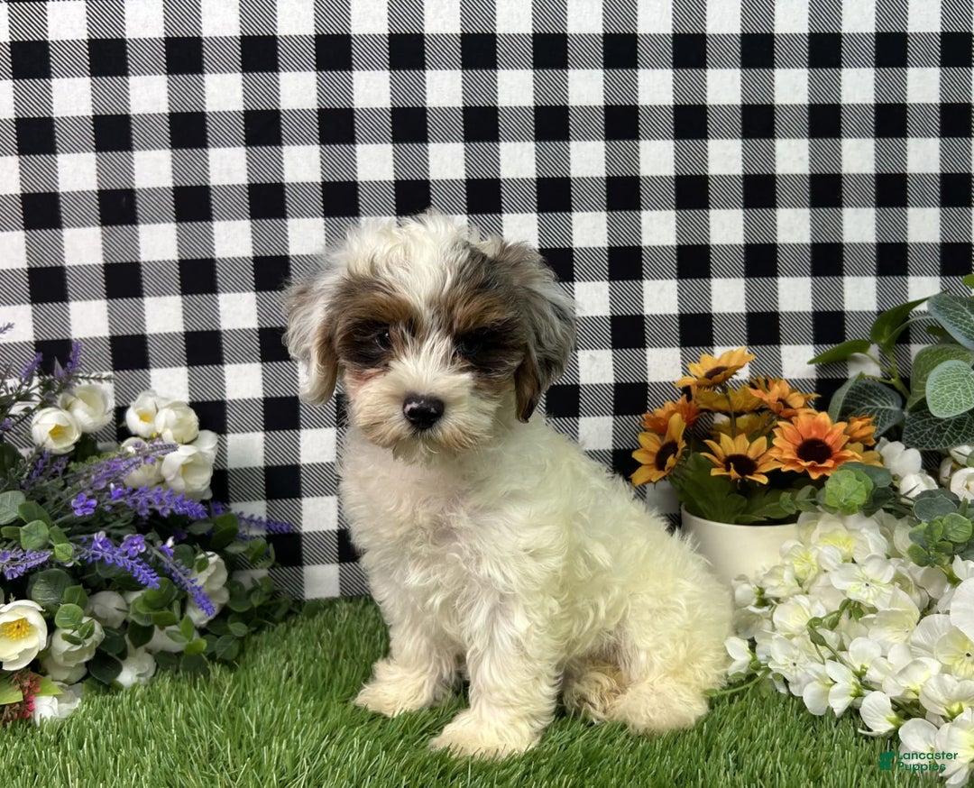 Maltipoo dogs for sale: Ruger - Image 4