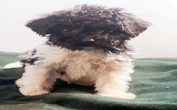 Cavapoo dogs for sale: Charlie - Image 5