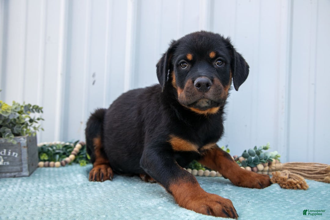 Rottweiler dogs for sale: Rottweiler 7 puppies - Image 11