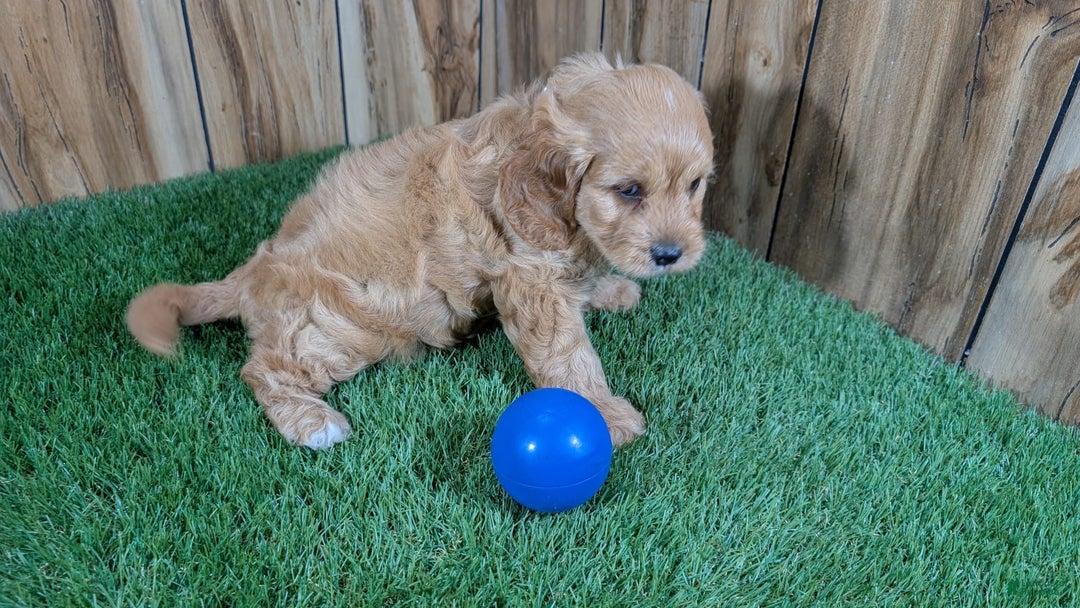 Cavapoo dogs for sale: Sprinkles Boy 2 - Image 9