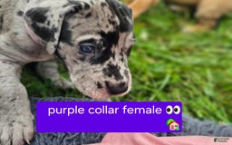 Great Dane dogs for sale: Purple collar - Image 3