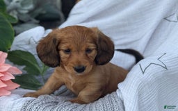 Miniature Dachshund dogs for sale: Buster - Image 11