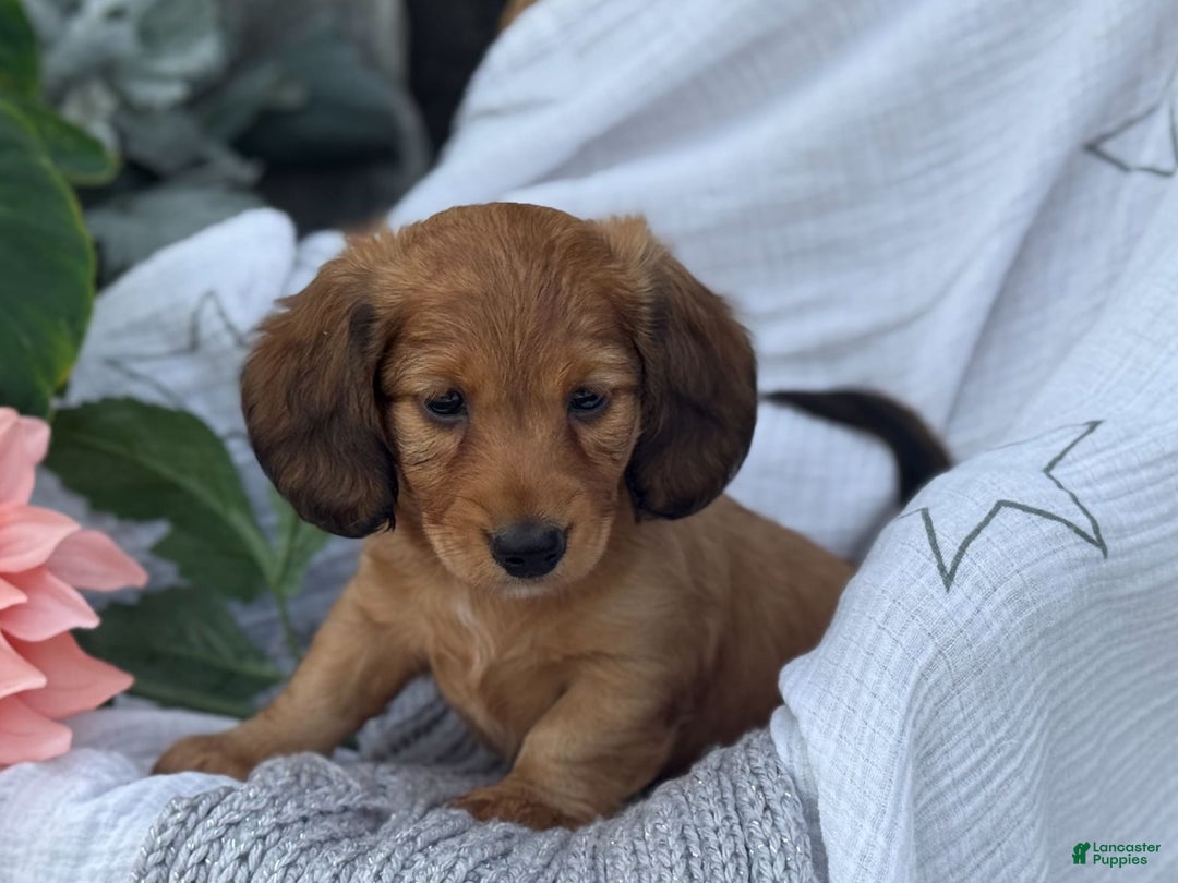 Miniature Dachshund dogs for sale: Buster - Image 11