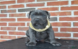 Cane Corso dogs for sale: Daisy - Image 1