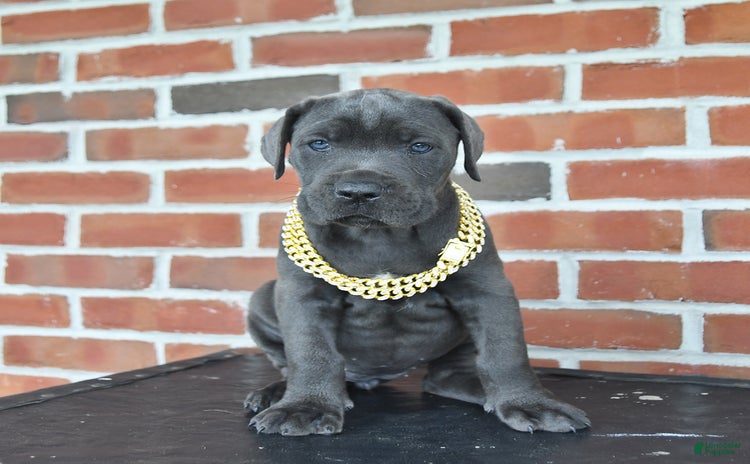 Cane Corso dogs - Advert 39