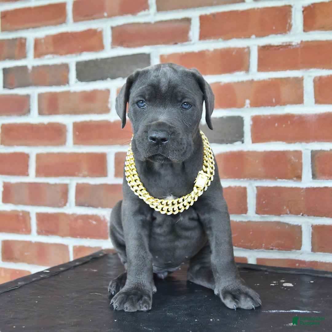 Cane Corso dogs for sale: Daisy - Image 1