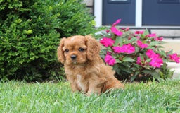 Cavalier King Charles Spaniel dogs for sale: Bentley - Image 11