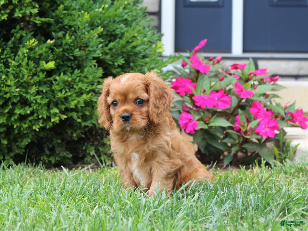 Cavalier King Charles Spaniel dogs for sale: Bentley - Image 11