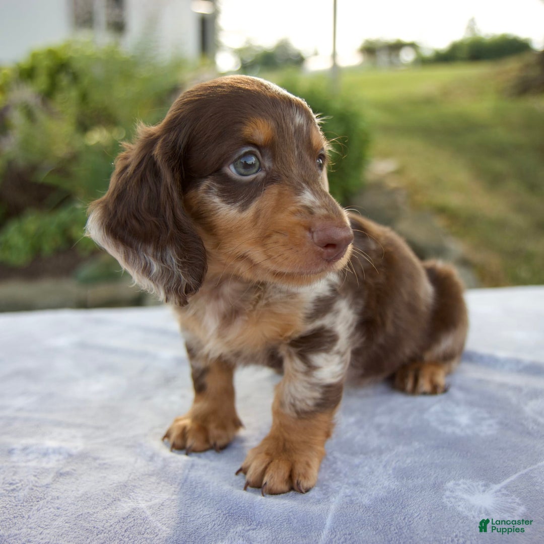 Miniature Dachshund dogs for sale: Forest - Image 4
