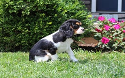 Cavalier King Charles Spaniel dogs for sale: Missy - Image 8