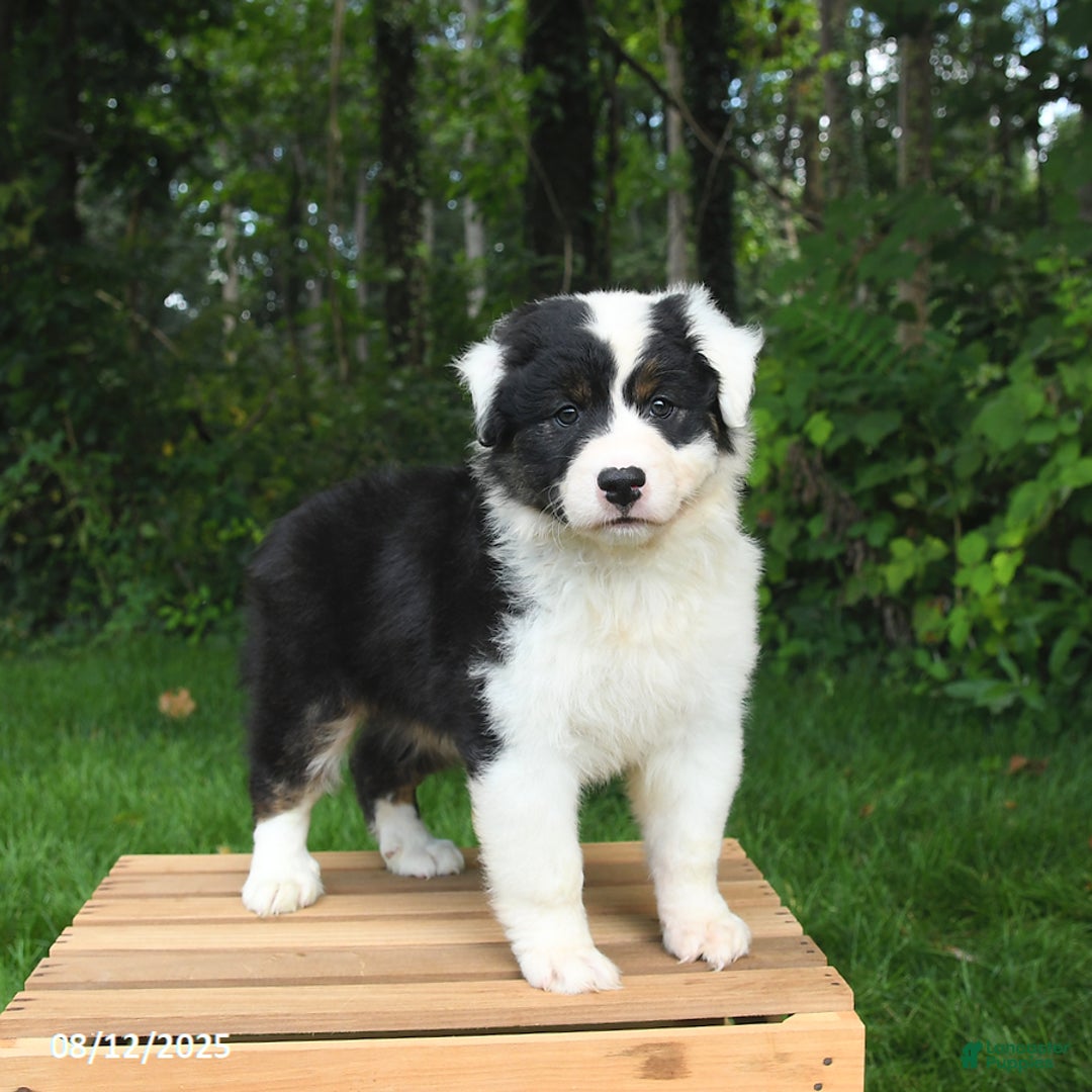 Australian Shepherd dogs for sale: Julie - Image 3