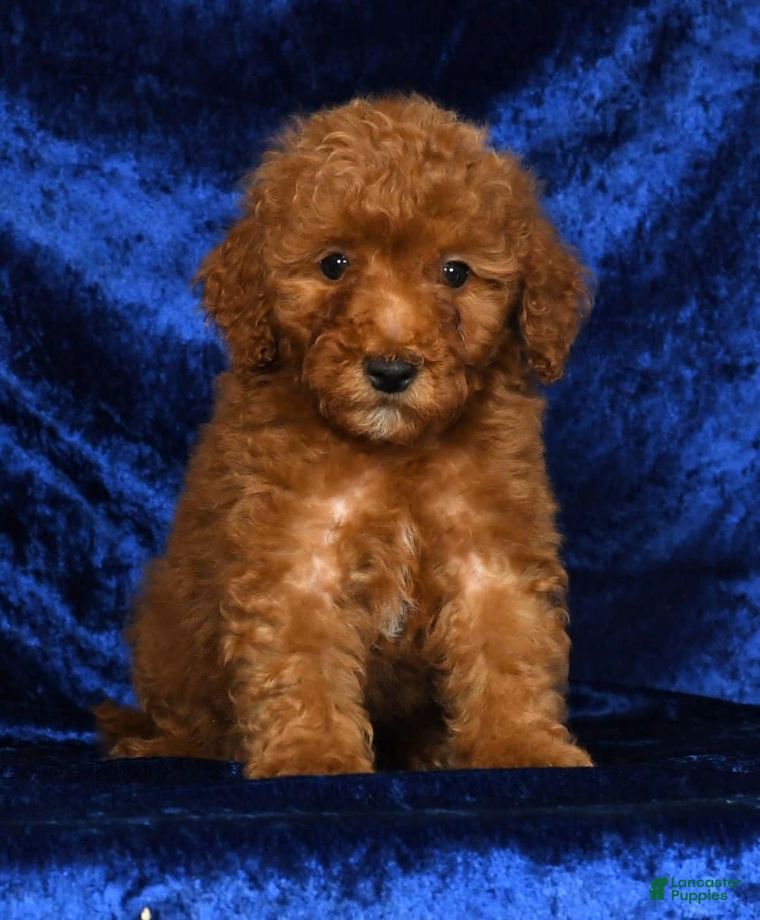 Mini Goldendoodle dogs for sale: Duke - Image 4