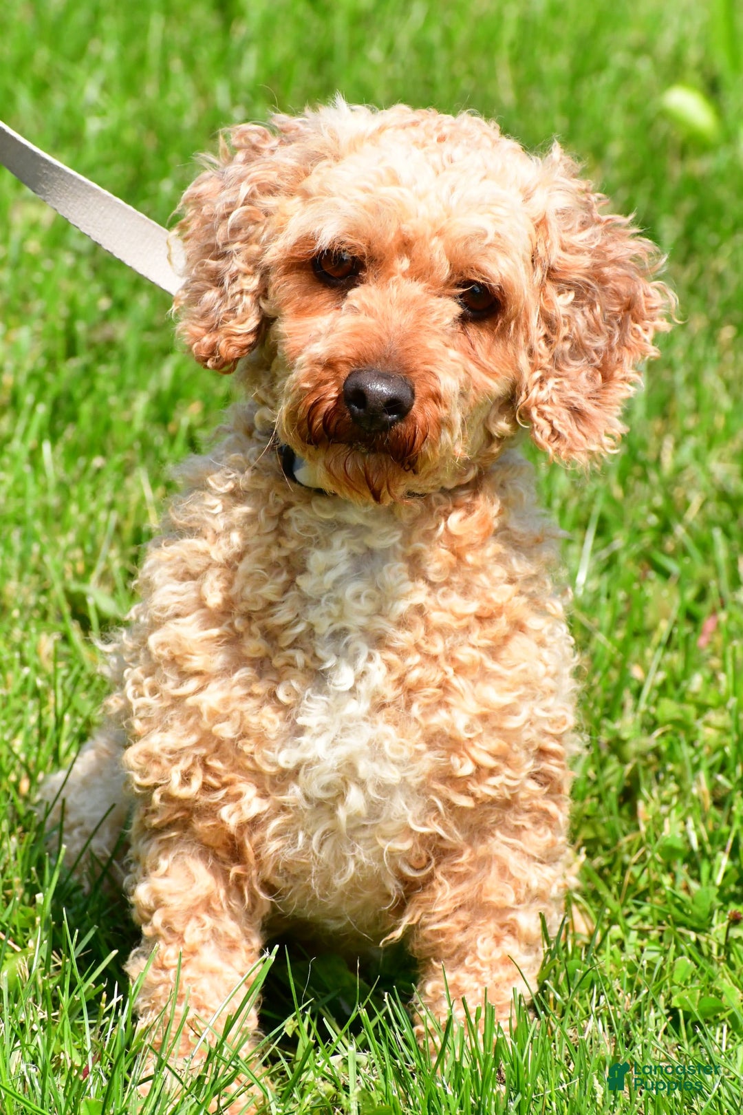 Cavapoo dogs for sale: Davy - Image 9