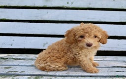 Miniature Poodle dogs for sale: Cally - Image 4