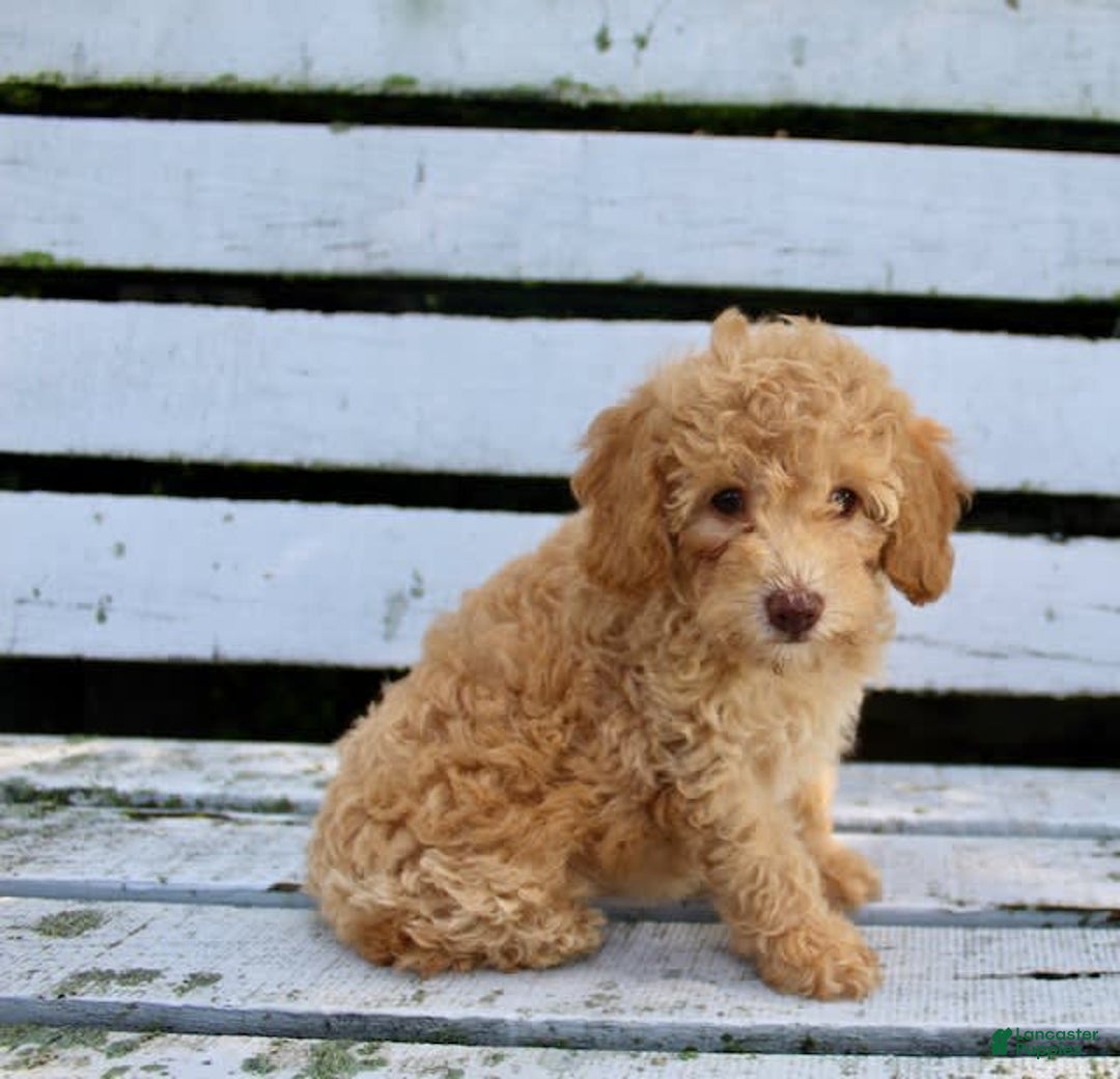 Miniature Poodle dogs for sale: Cally - Image 4