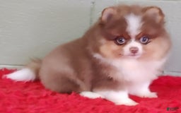 Pomeranian dogs for sale: Chewy - Image 4
