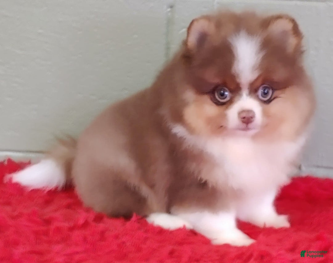 Pomeranian dogs for sale: Chewy - Image 4