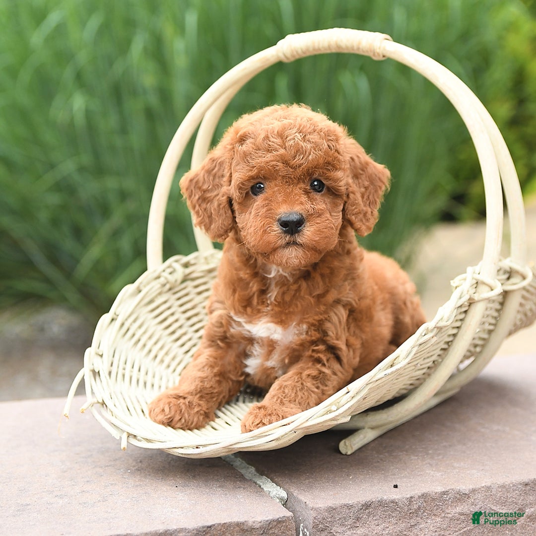 Toy Poodle dogs for sale: Lilac - Image 3