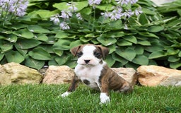 Boxer dogs for sale: Dozer - Image 4