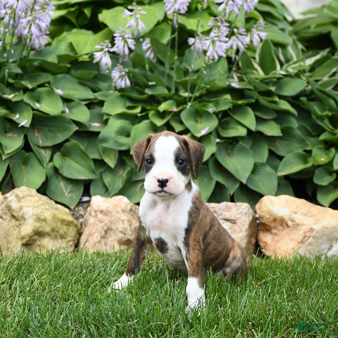 Boxer dogs for sale: Dozer - Image 4