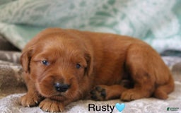 Golden Retriever dogs for sale: Rusty - Image 5