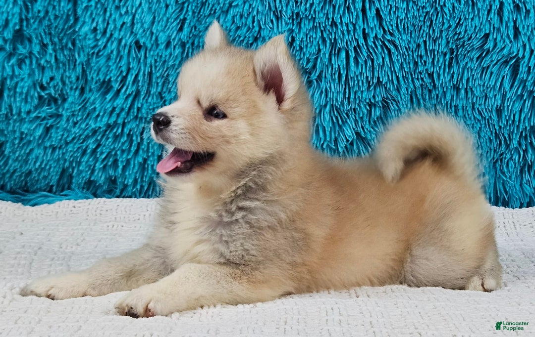 Pomsky dogs for sale: Peanut - Image 1