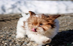 Shihpoo dogs for sale: Amy - Image 18
