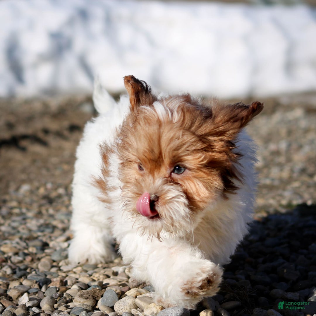 Shihpoo dogs for sale: Amy - Image 18