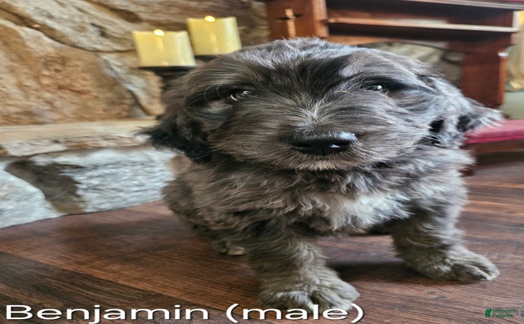 Bernedoodle dogs for sale - Ad 3