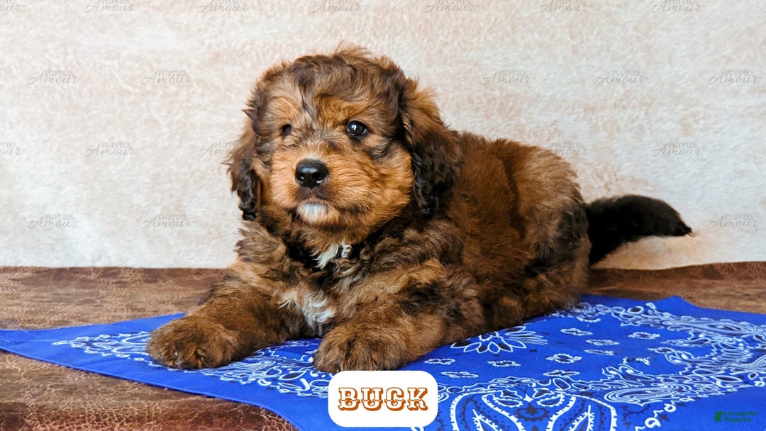 Bernedoodle dogs for sale: Buck - Image 1