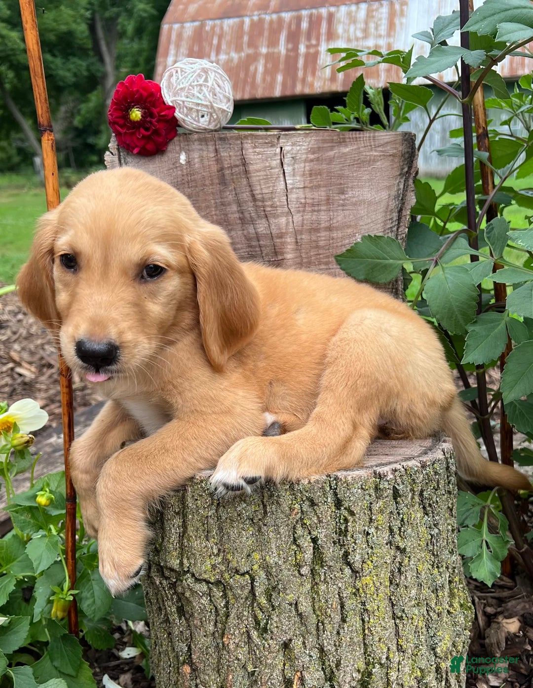 Golden Retriever dogs for sale: Golden Retriever 7 puppies - Image 7