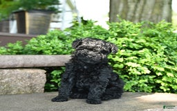 Toy Poodle dogs for sale: Gus - Image 3