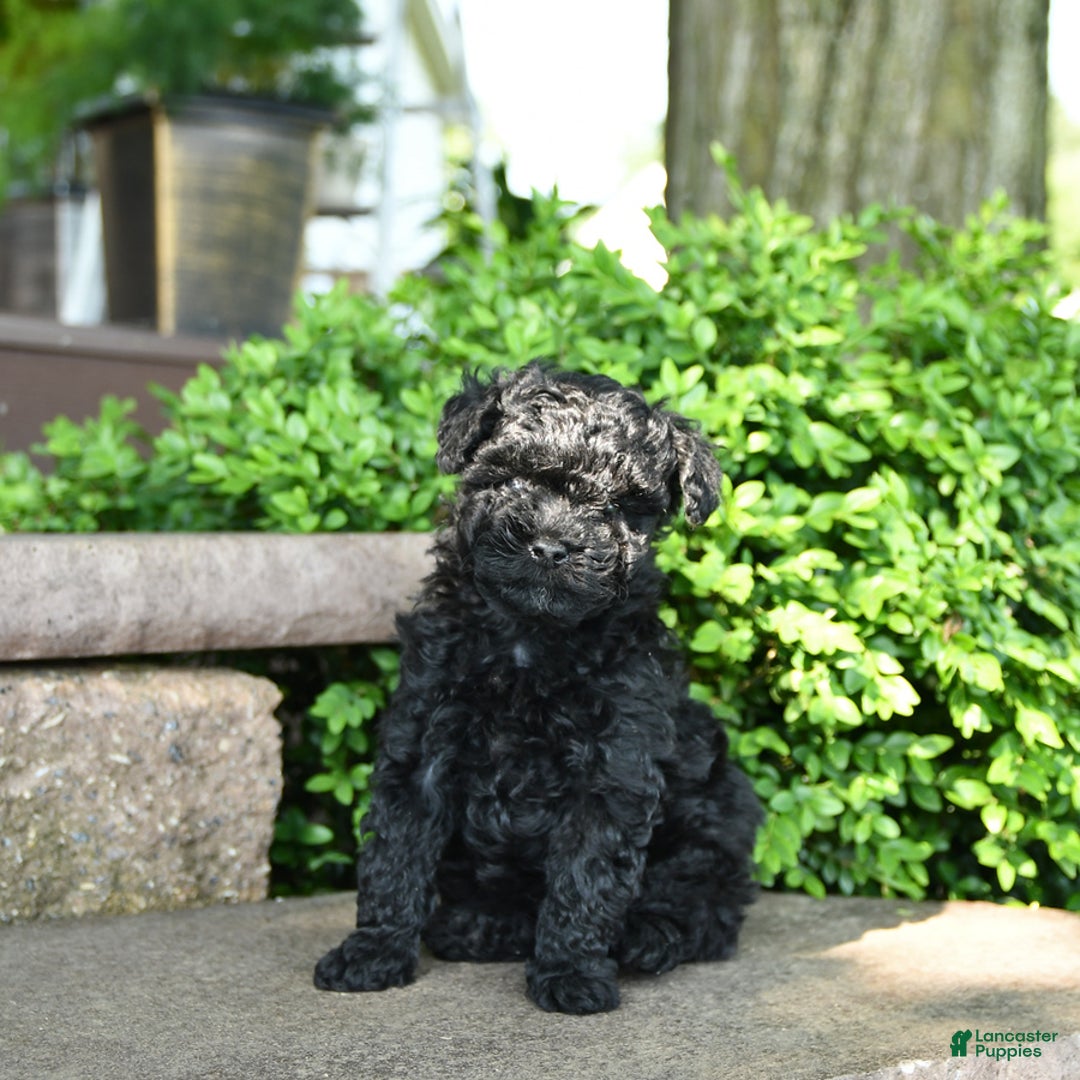 Toy Poodle dogs for sale: Gus - Image 3