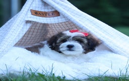 Shihpoo dogs for sale: Hugo - Image 5