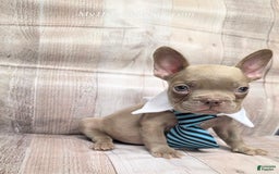 French Bulldog dogs for sale: Randy - Image 3