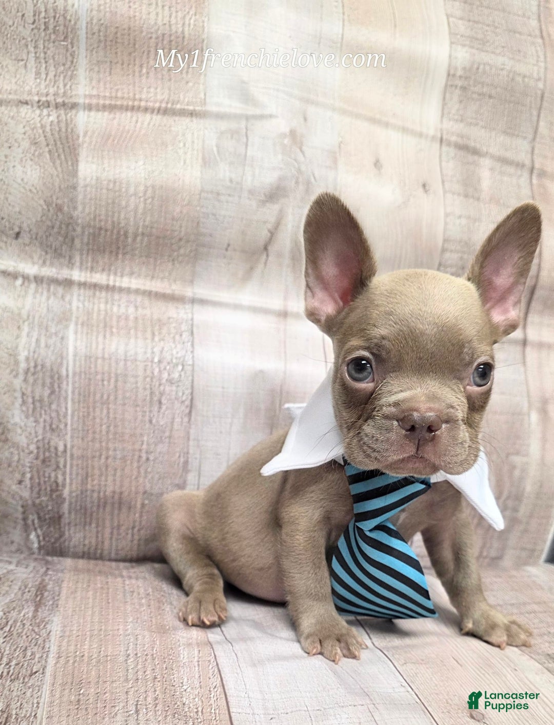 French Bulldog dogs for sale: Randy - Image 3