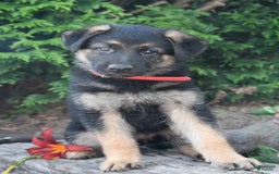 German Shepherd dogs for sale: Marlo - Listing for pets: Mark, Marlo, Merle, Michelle, Mike, Misty - Image 2