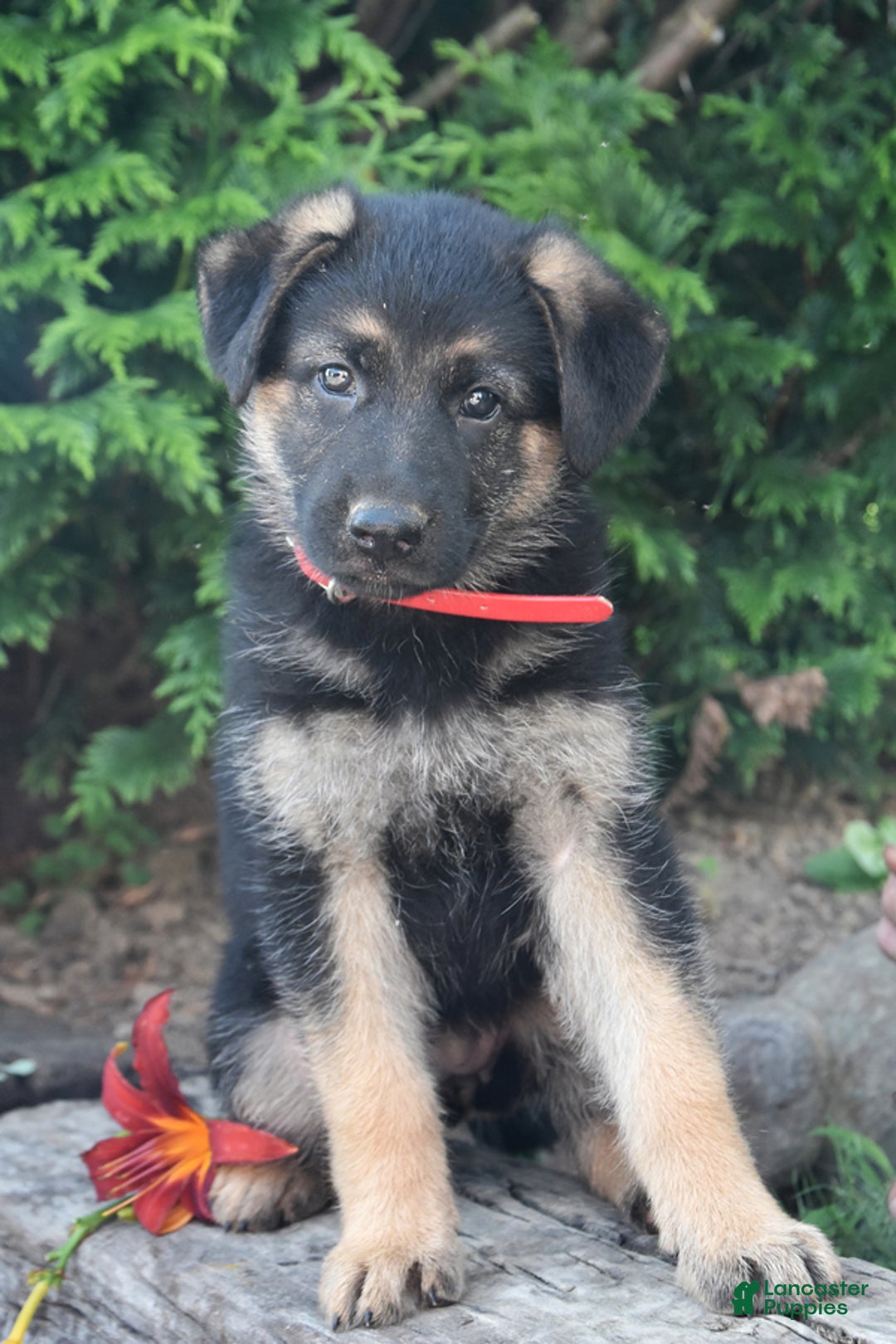 German Shepherd dogs for sale: Marlo - Listing for pets: Mark, Marlo, Merle, Michelle, Mike, Misty - Image 2