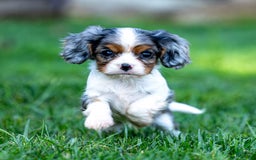 Cavalier King Charles Spaniel dogs for sale: Milo - Image 2