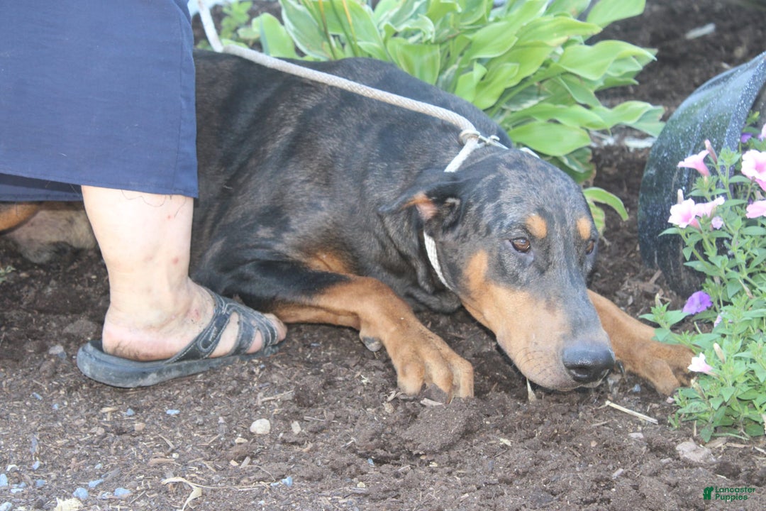 Doberman Pinscher dogs for sale: Tony - Image 3