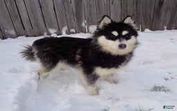 Pomsky dogs for sale: Lacey - Image 9