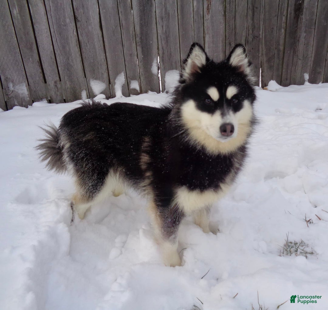Pomsky dogs for sale: Lacey - Image 9
