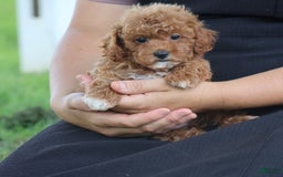 Toy Poodle dogs for sale: Ellie - Image 13