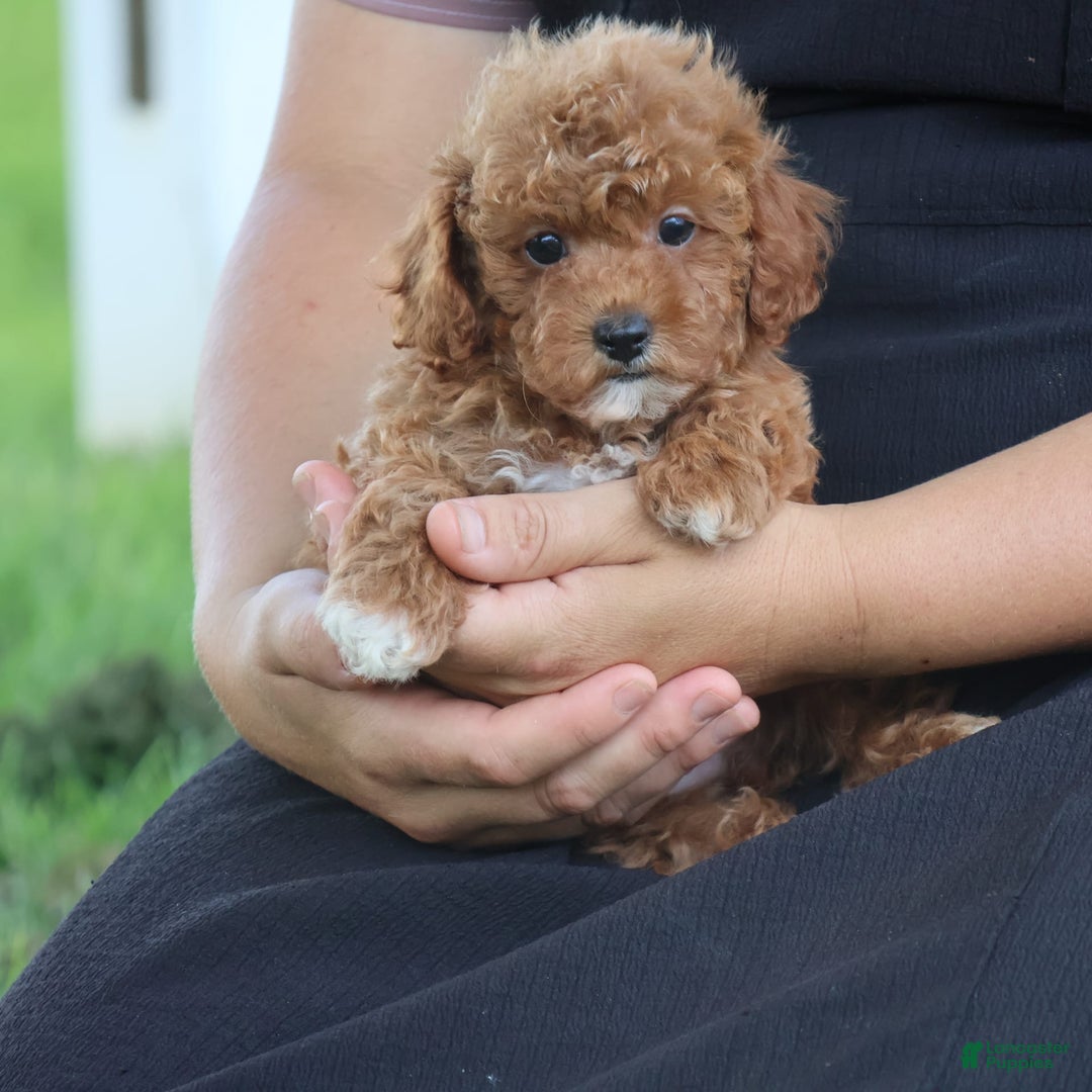 Toy Poodle dogs for sale: Ellie - Image 13