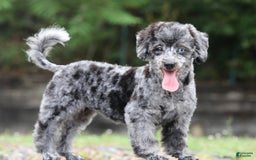 Havapoo dogs for sale: Poppy - Image 3