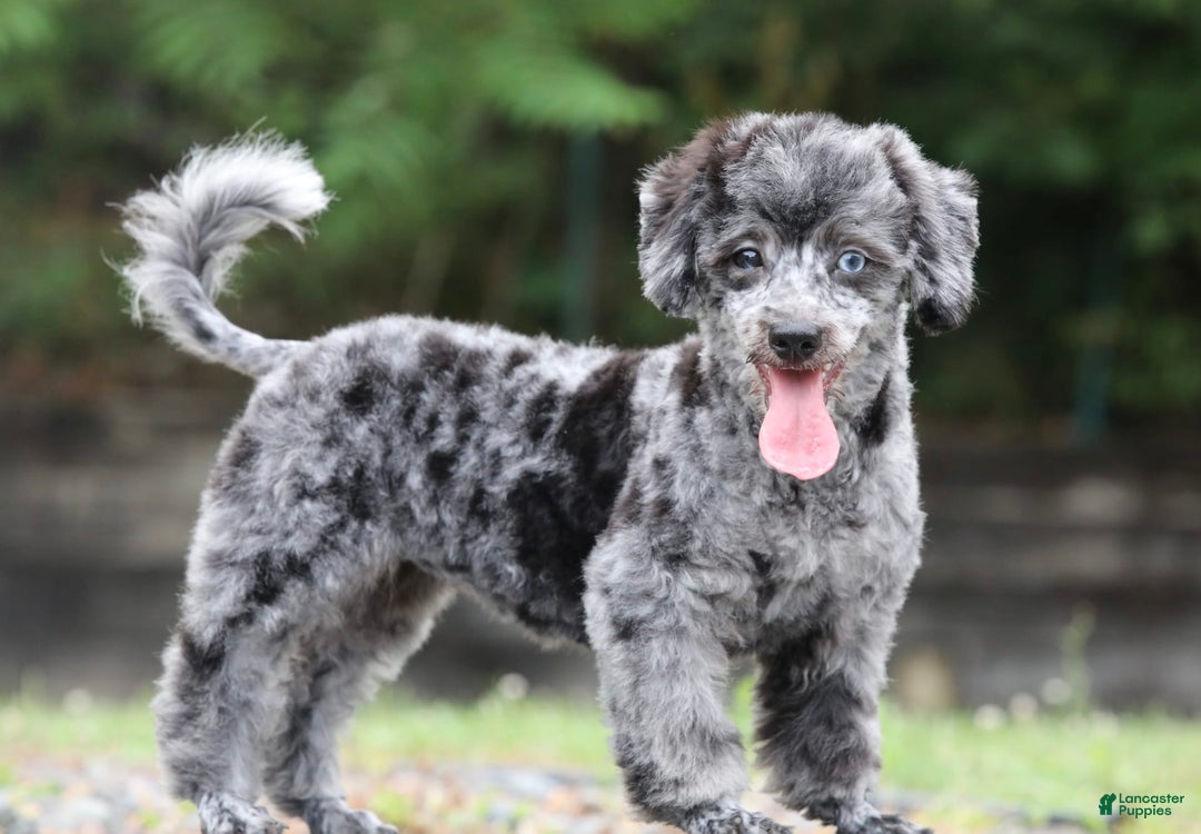 Havapoo dogs for sale: Poppy - Image 3